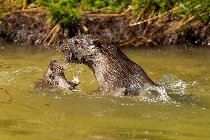 Two otters actively playing in the water, surrounded by grass and plants, European otter (Lutra lutra), Germany, Europe
