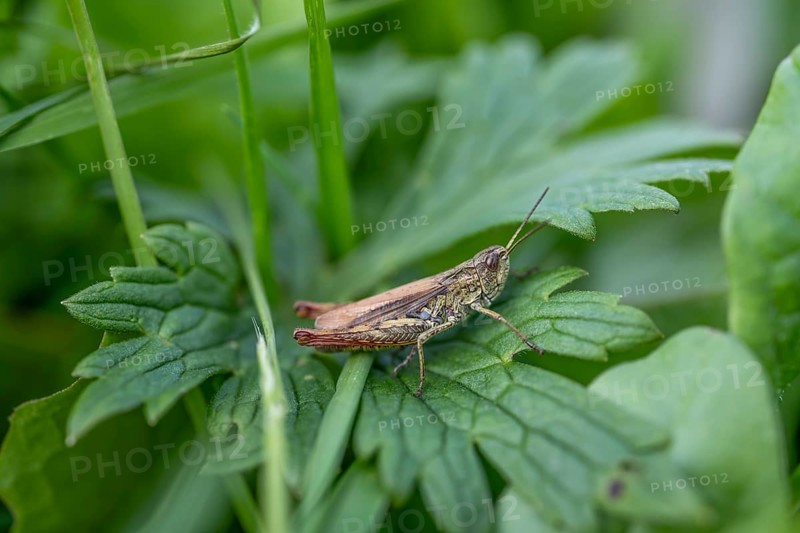 Great green bush cricket (locusta), grasshopper, on a blade of grass in a meadow, Tyrol, Austria, Europe