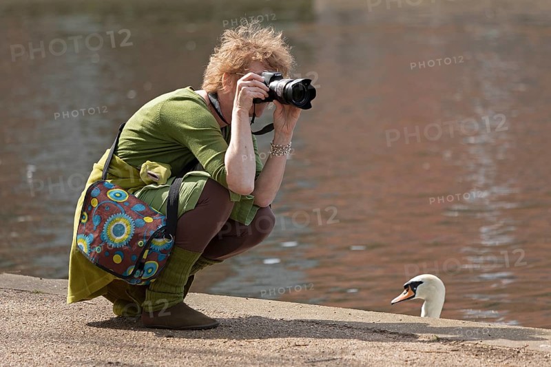 Woman photographing, swan watching, River Avon, Stratford-upon-Avon, Warwickshire, England, Great Britain