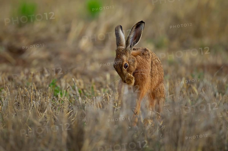European brown hare (Lepus europaeus) adult animal washing its front foot in a farmland stubble field in summer, England, United Kingdom, Europe