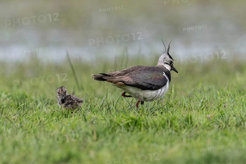 Lapwing (Vanellus vanellus) with young, Lower Saxony, Germany, Europe