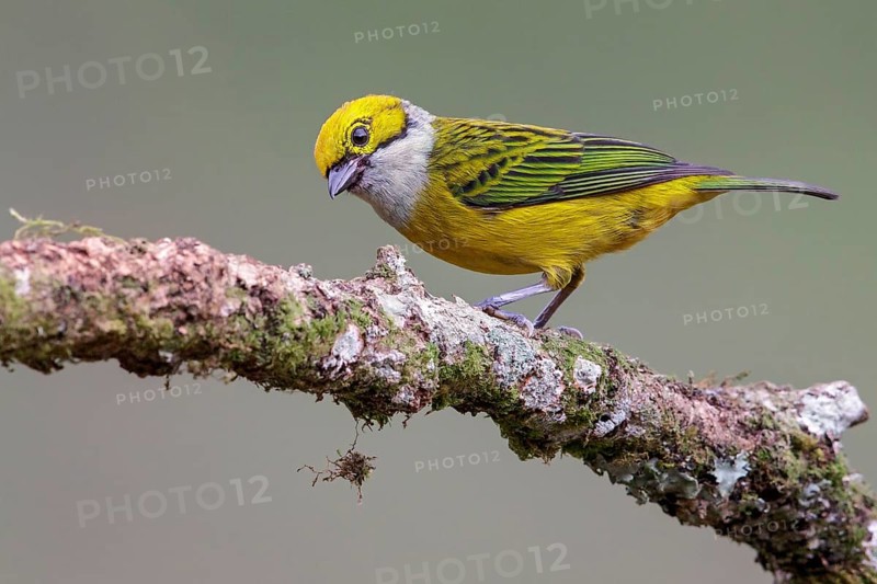 Silver-throated Tanager (Tangara icterocephala) perched on a branch in Costa Rica