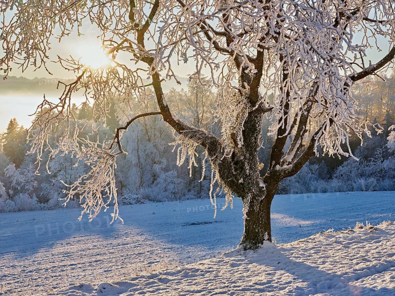 Pear tree in hoarfrost in the morning light, Brunnwil, Freiamt, Canton Aargau, Switzerland, Europe