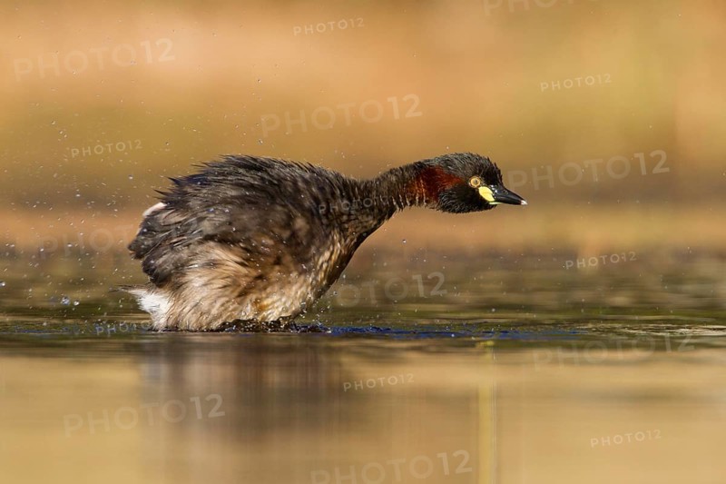 Australasian Grebe (Tachybaptus novaehollandiae), Victoria, Australia, Oceania