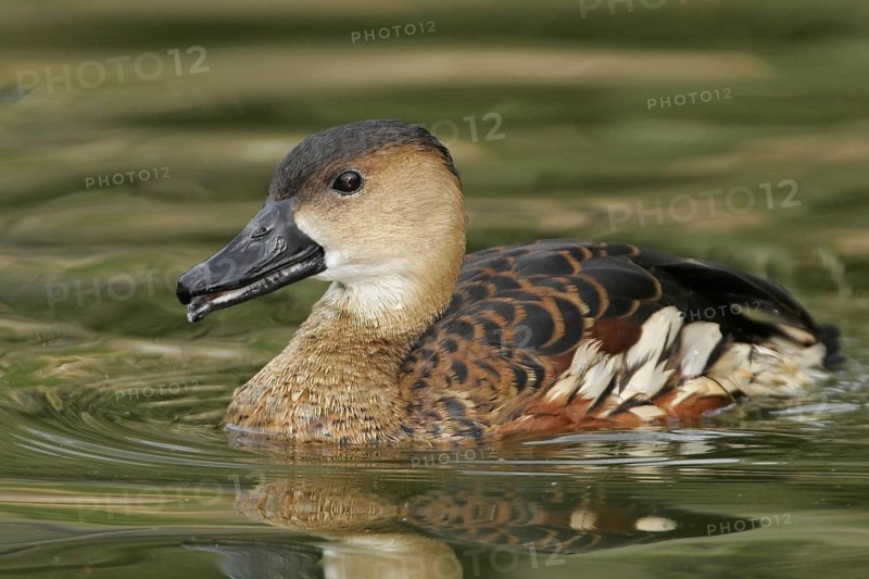 Wandering Whistling Duck (Dendrocygna arcuata), California, USA, North America