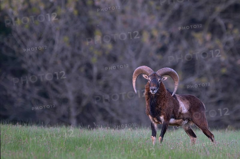 European mouflon (Ovis gmelini musimon, Syn.: Ovis orientalis musimon, Ovis aries musimon), Gerolstein, Eifel, Rhineland-Palatinate, Germany, Europe