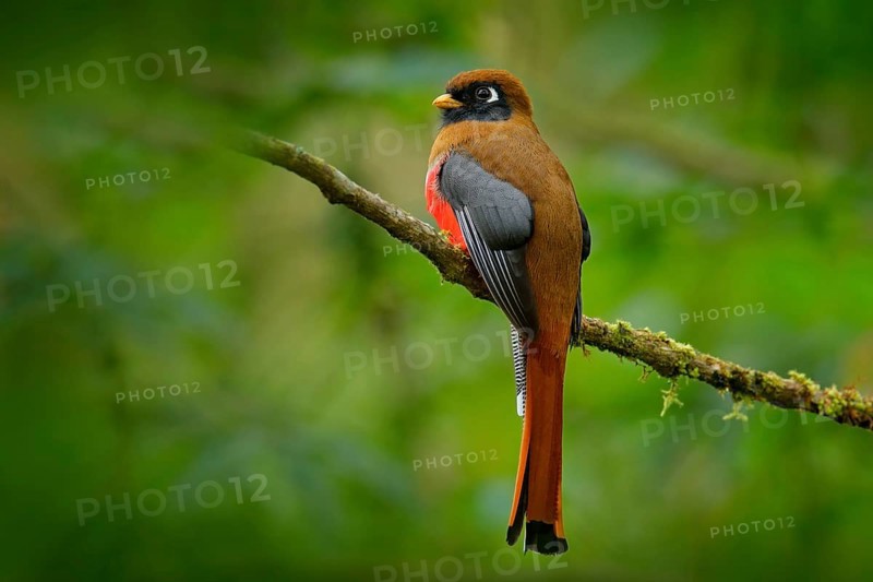 Masked Trogon, Trogon personatus red and brown bird in the nature habitat, San Isidro, Ecuador. Red tropic bird