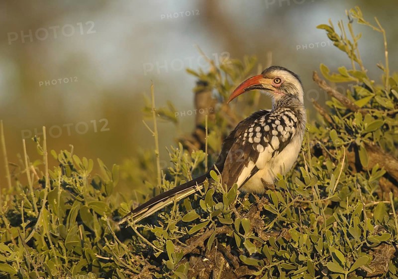 Northern Red-billed Hornbill (Tockus erythrorhynchus), Botswana, Africa