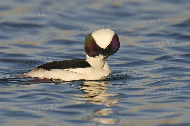 Bufflehead (Bucephala albeola) male, California, USA, North America