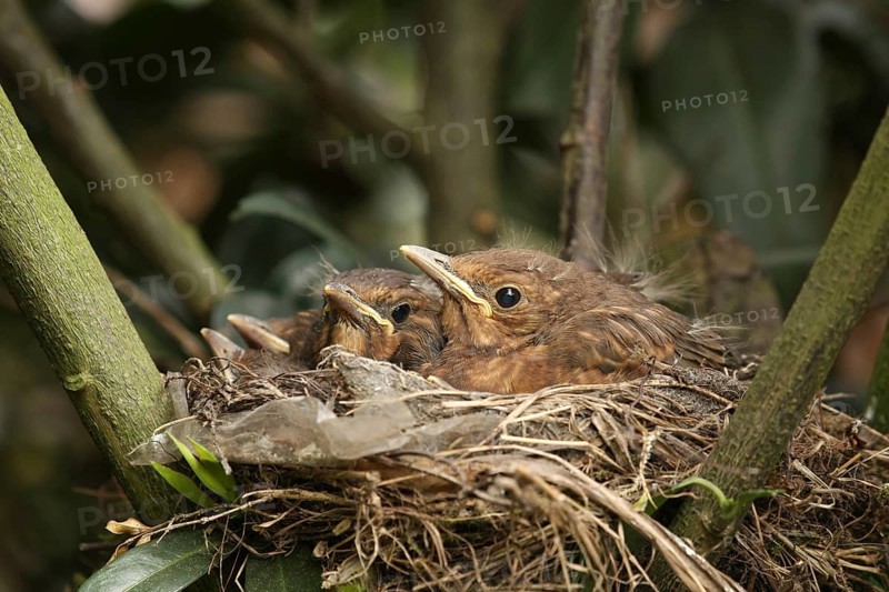 Common Blackbird (Turdus merula) juvenile, Lower Saxony, Germany, Europe