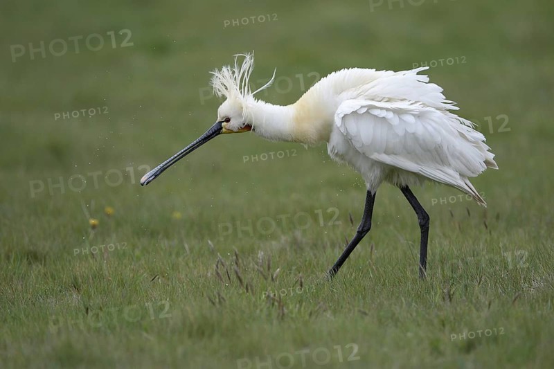 Loeffler (Platalea leucorodia), Spoonbill, Altvogel plustert sein Gefieder auf, April, Insel Texel, Nordsee, Nordholland, Niederlande