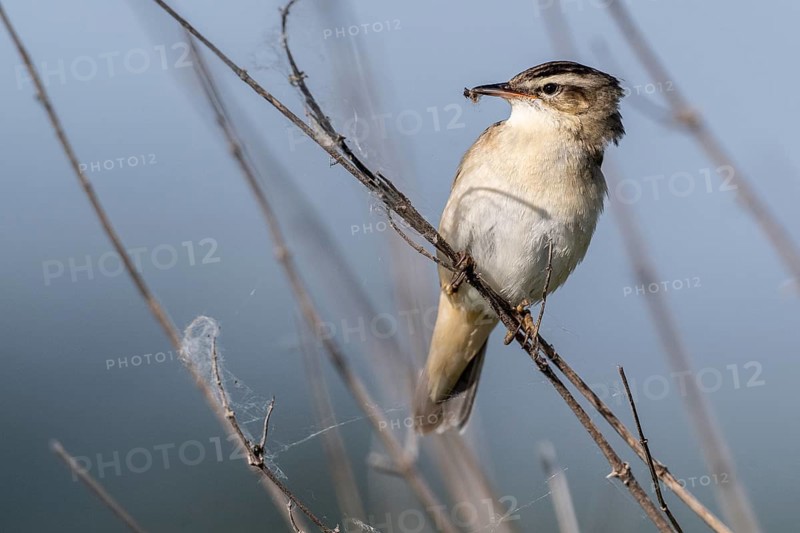 Reed Warbler (Acrocephalus schoenobaerus), Lower Saxony, Germany, Europe