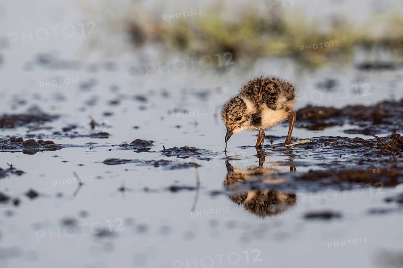 Young lapwing (Vanellus vanellus), Lower Saxony, Germany, Europe