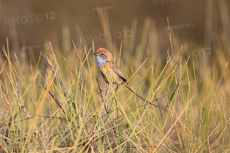 Mallee Emu-wren (Stipiturus mallee), Victoria, Australia, Oceania
