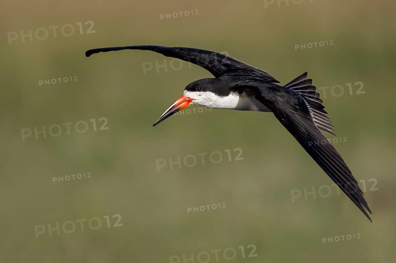 Black Skimmer (Rynchops niger) flying in the Pantanal region of Brazil