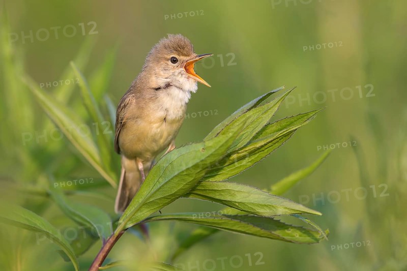 Marsh Warbler (Acrocephalus palustris) male singing, Poland, Europe
