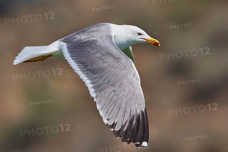 Armenian Gull (Larus armenicus) flying, Armenia, Asia