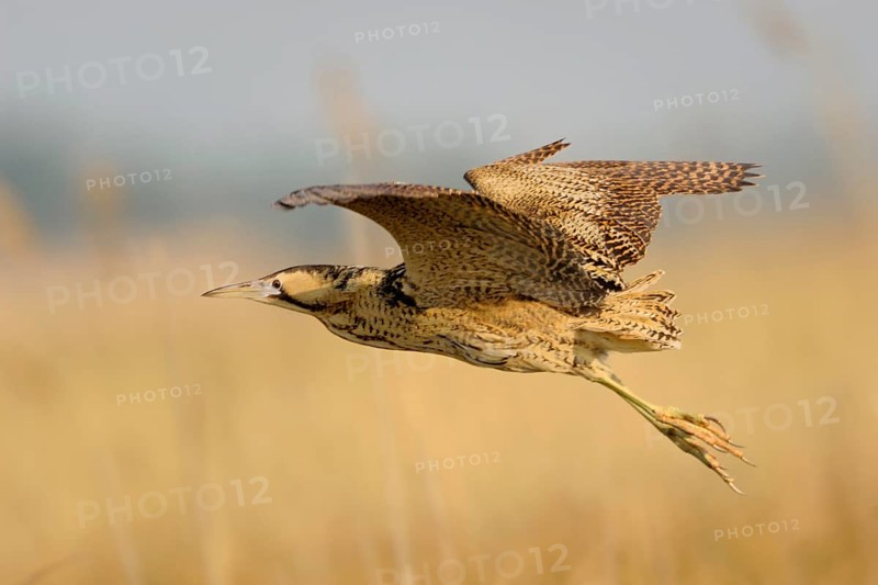 Eurasian Bittern (Botaurus stellaris) flying, Austria, Europe