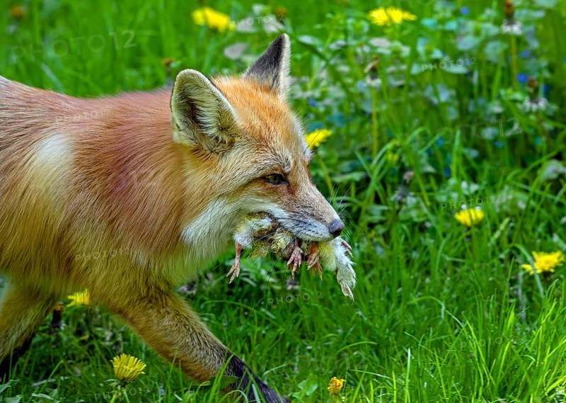 Red fox (Vulpes vulpes) running through meadow with mouthful of chicks after raiding chicken coop to feed its young, kits in spring