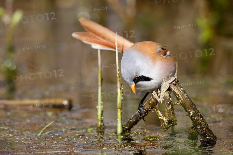Bearded Reedling (Panurus biarmicus) male foraging in reedbed, Mecklenburg-Western, Pomerania, Germany, Europe