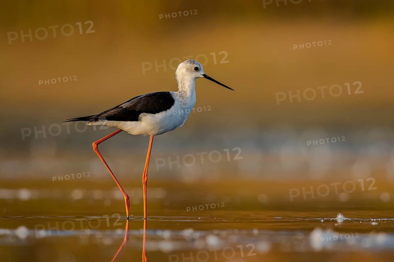 Black-winged Stilt (Himantopus himantopus) foraging, North Rhine-Westphalia, Germany, Europe