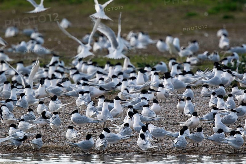 Sandwich Tern (Thalasseus sandvicensis) group, Netherlands