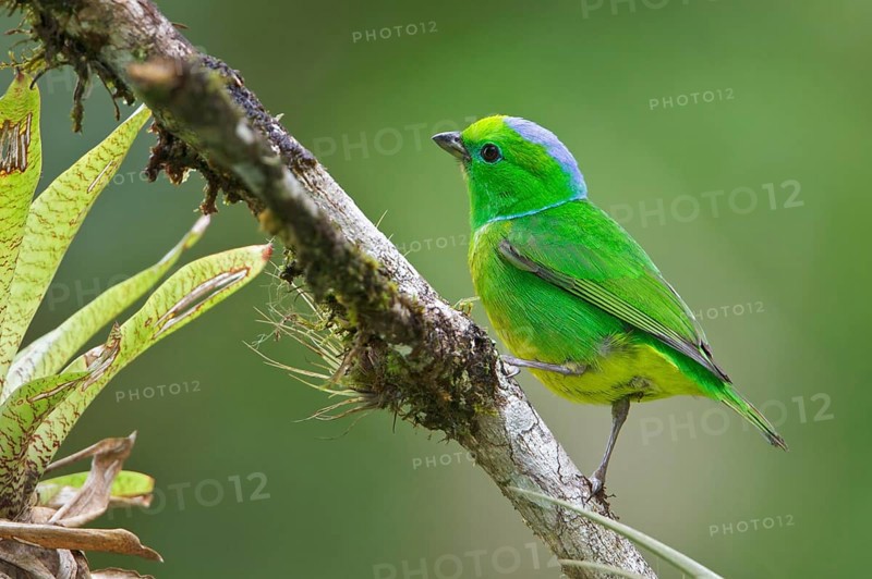 Golden-browed Clorophonia (Chlorophonia callophrys) perched on a branch in Costa Rica, Central America