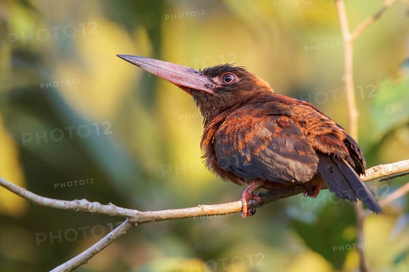 Purus Jacamar (Galbalcyrhynchus purusianus) perched on a branch in Manu National Park, Peru, South America