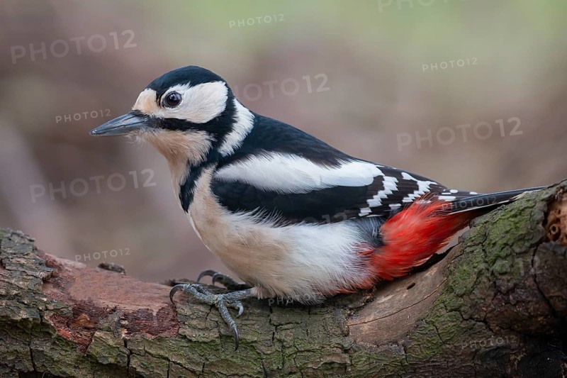 Great Spotted Woodpecker (Dendrocopos major) female, Lower Saxony, Germany, Europe
