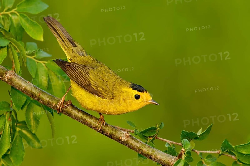 Wilson's Warbler (Cardellina pusilla), Texas, USA, North America