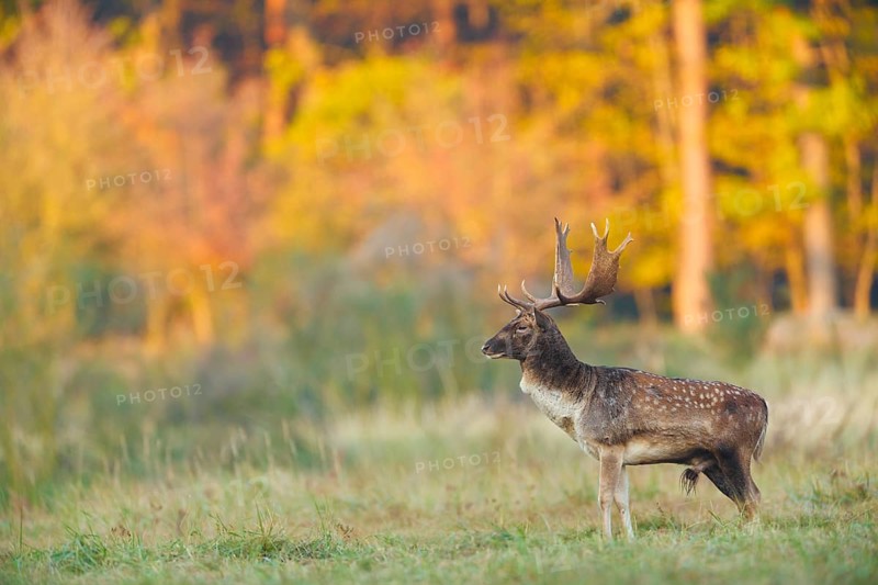 Damhirsch, Dama dama Fallow Deer, Dama dama