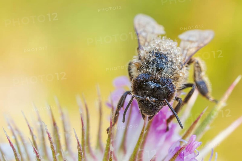 Westliche Honigbiene, Apis mellifera Western Honey Bee, Apis mellifera