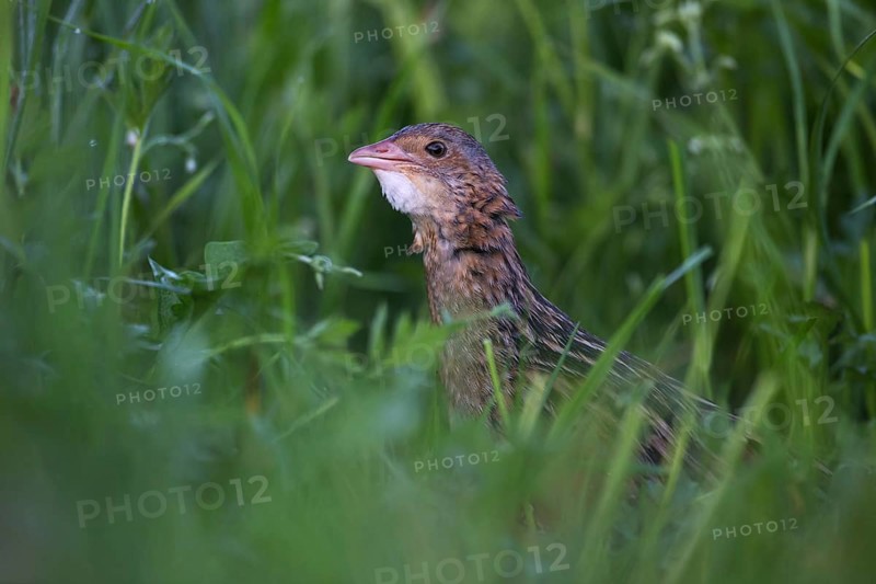 Corn Crake (Crex crex) male, Saxony, Germany, Europe