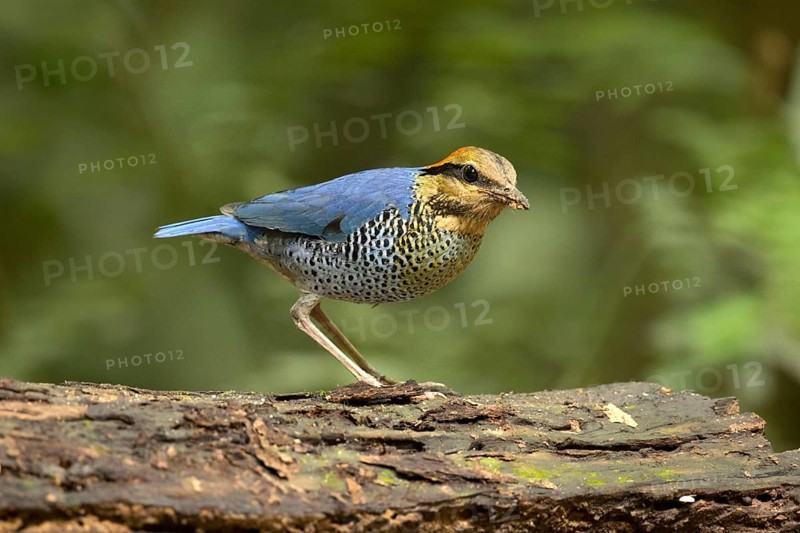 Blue Pitta (Hydrornis cyaneus) male perched on an old tree trunk, Kaeng Krachan, Thailand, Asia