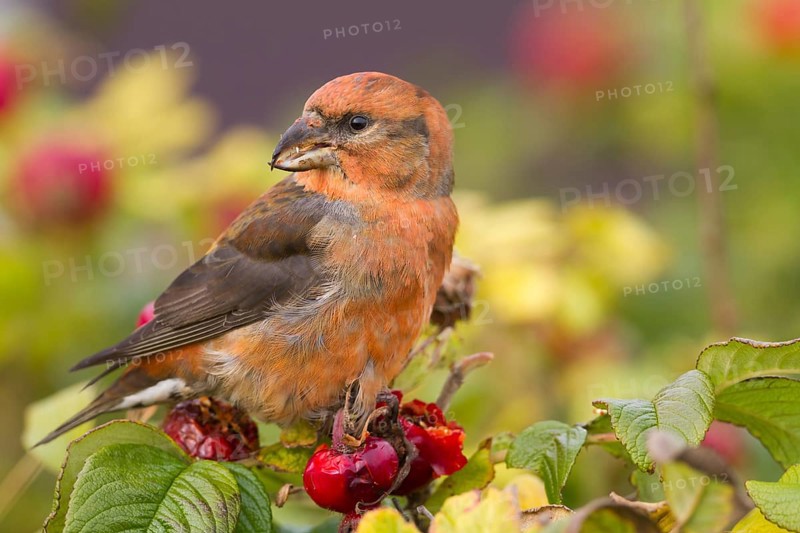 Common Crossbill - Fichtenkreuzschnabel - Loxia curvirostra ssp. curvirostra, Germany, adult male, Type C 'Glip Crossbill', Europe