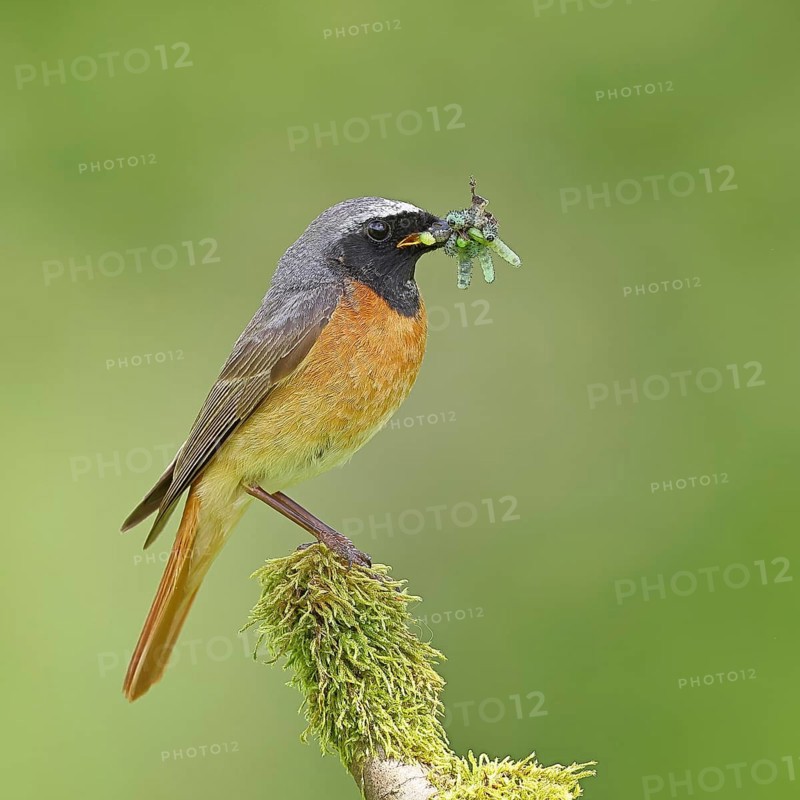 Redstart (Phoenicurus phoenicurus), male with caterpillars in beak on mossy branch, songbird, wildlife, Wilnsdorf, North Rhine-Westphalia, Germany, Europe