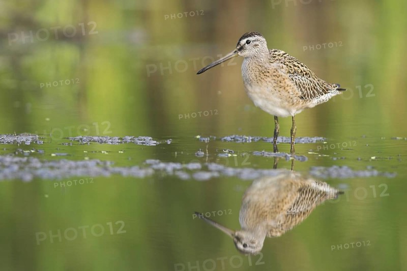 Short-billed Dowitcher (Limnodromus griseus), Ontario, Canada, North America
