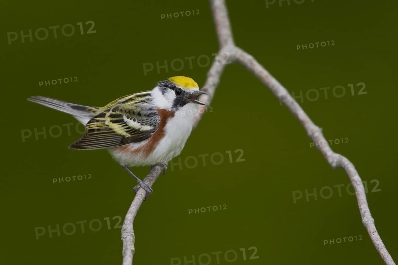 Chestnut-sided Warbler (Setophaga pensylvanica) singing, Ontario, Canada, North America