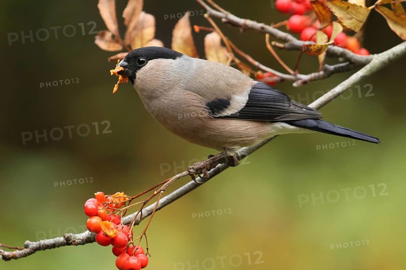 Eurasian Bullfinch (Pyrrhula pyrrhula) female, Lower Saxony, Germany, Europe