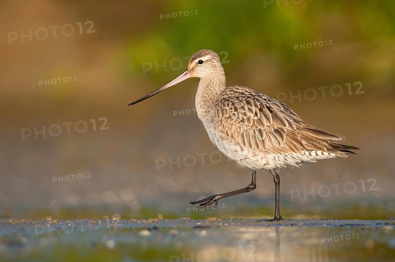 Bar-tailed Godwit (Limosa lapponica) foraging, Queensland, Australia, Oceania