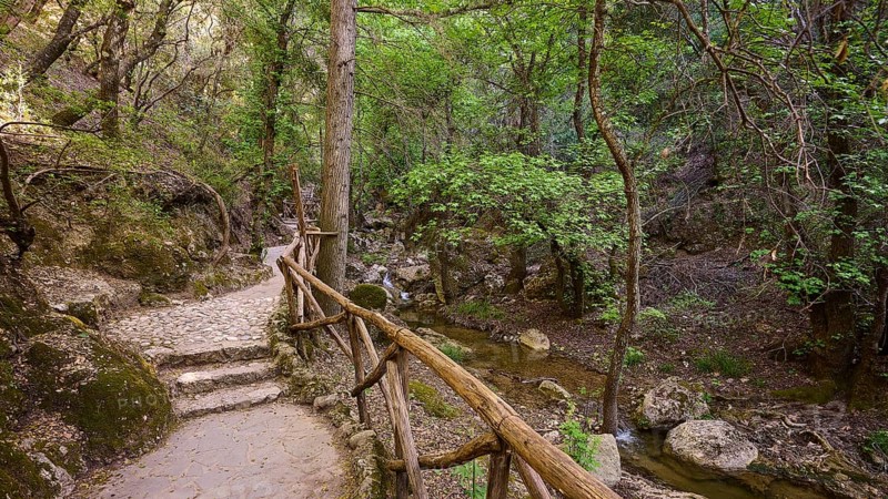 Nature trail with railings leading through a tranquil forest, Butterfly Valley, Butterfly Valley, Rhodes, Dodecanese, Greek Islands, Greece, Europe