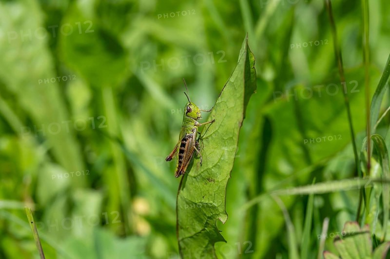 Great green bush cricket (locusta), grasshopper, on a leaf in a meadow, Tyrol, Austria, Europe