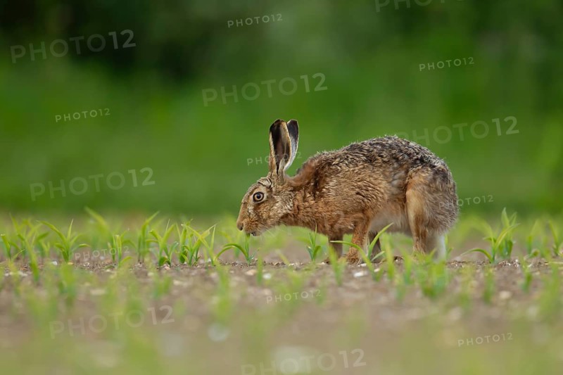 European brown hare (Lepus europaeus) adult animal feeding in a farmland maize field in summer, England, United Kingdom, Europe