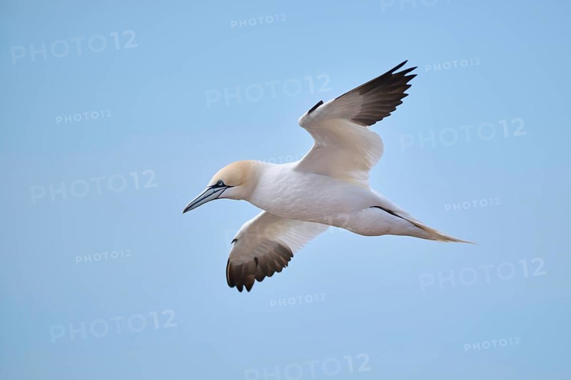 Northern gannet (Morus bassanus) flying in the sky, wildlife, Helgoland, Germany, Europe