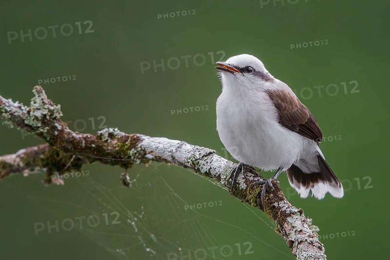 Masked Water Tyrant (Fluvicola nengeta) perched on a branch in the Atlantic rainforest of southeast Brazil