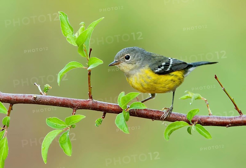 Magnolia Warbler (Setophaga magnolia), Texas, USA, North America