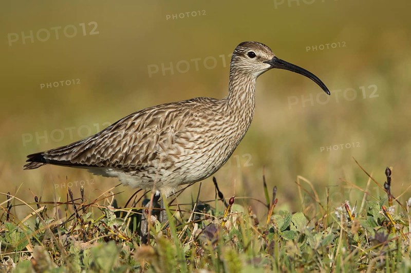 Whimbrel (Numenius phaeopus), Iceland, Europe