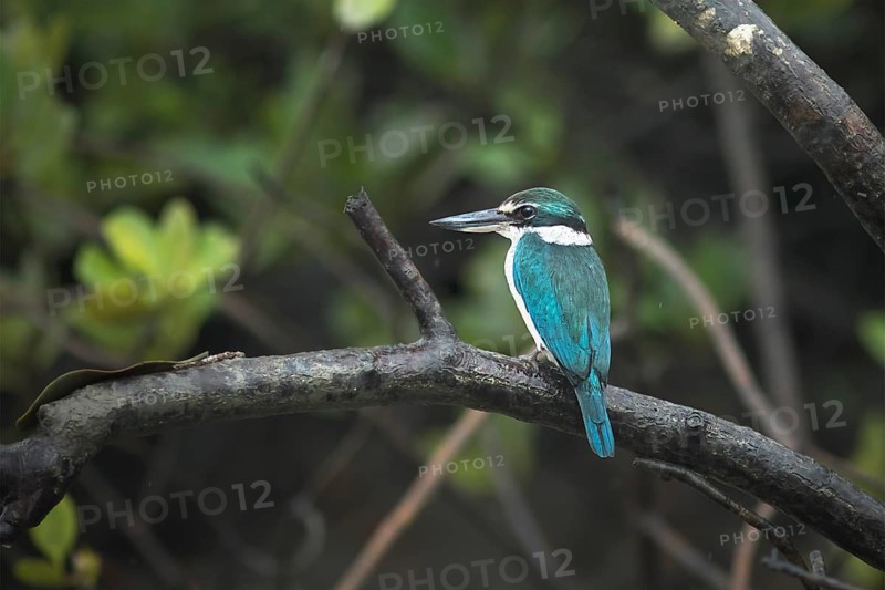 Collared Kingfisher (Todiramphus chloris) perched on a branch, West Bengal, India, Asia