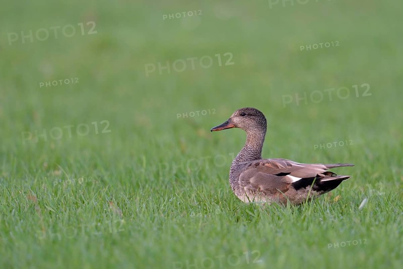 Gadwall (Mareca strepera) male perched on field, Netherlands