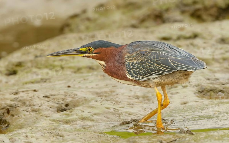 Grünreiher (Butorides virescens) bei der Jagd am Sierpe River